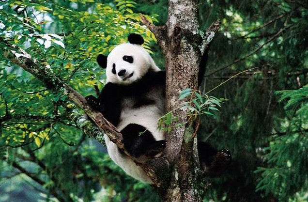 中国大熊猫英国重磅登场