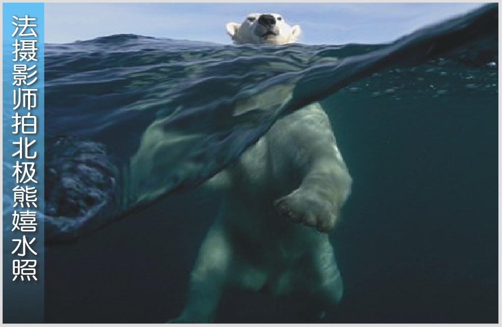 法摄影师拍北极熊嬉水照
