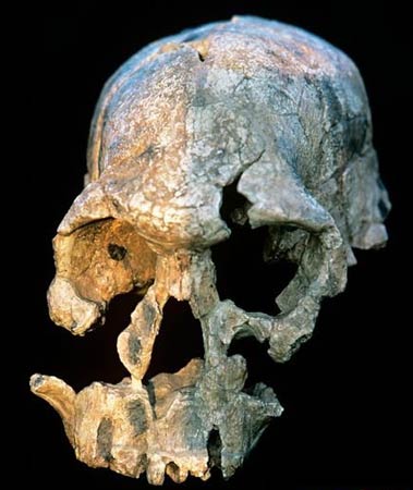 这个头骨化石在1972年发现于肯尼亚,代号为"头骨1470"(skull1470),据